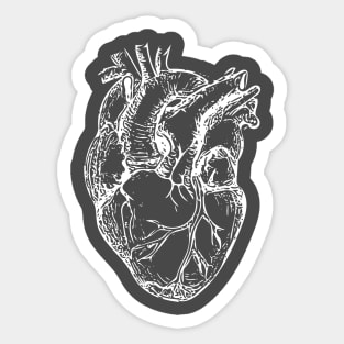 White Anatomical Heart Sticker